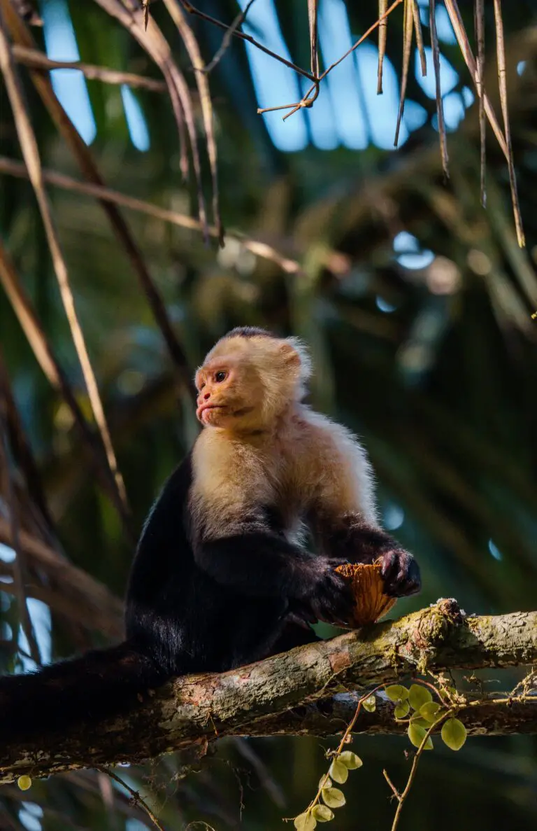 Costa Rica roadtrip - twee weken tour Costa Rica - Costa Rica Nomads